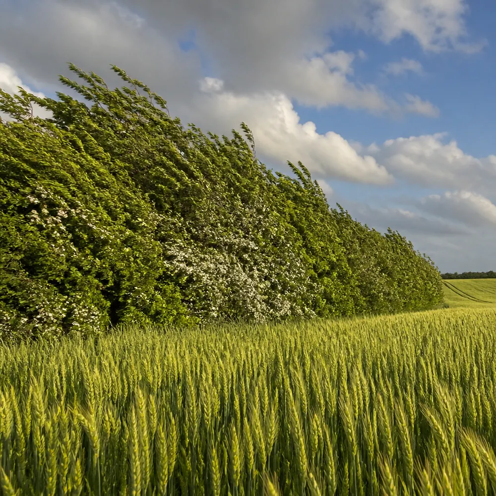 Siepi, frangivento e agroforestazione: la regolazione del vento — Agricoltura biologica e microclima locale: come le aziende bio regolano temperatura, umidità e vento nei campi