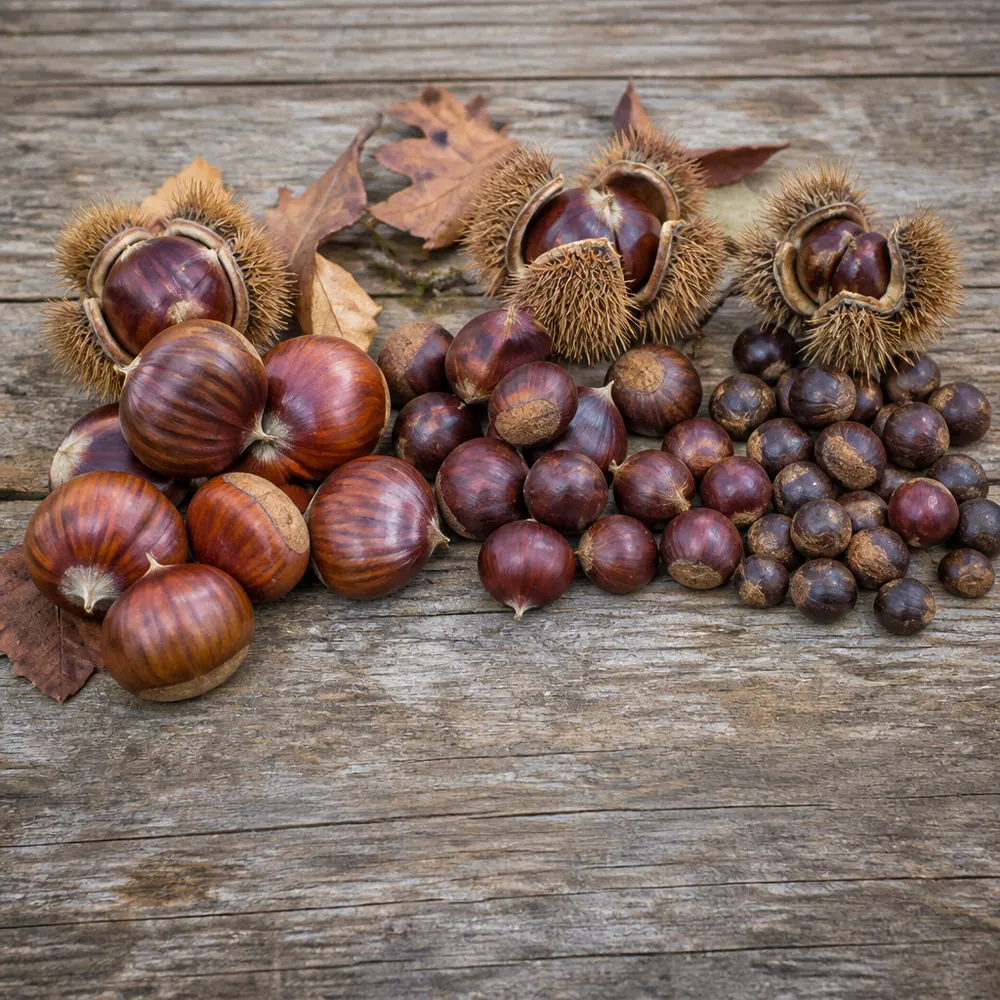 Le principali varietà di castagne biologiche italiane — Castagne biologiche di stagione a ottobre: varietà italiane, proprietà nutrizionali e come scegliere le migliori dal produttore