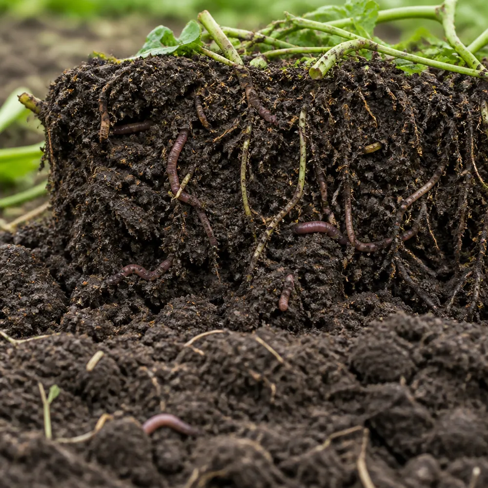 Cos'è il periodo di conversione al biologico e perché esiste — Conversione al biologico: quanto dura, cosa prevede la legge e perché è importante per chi compra