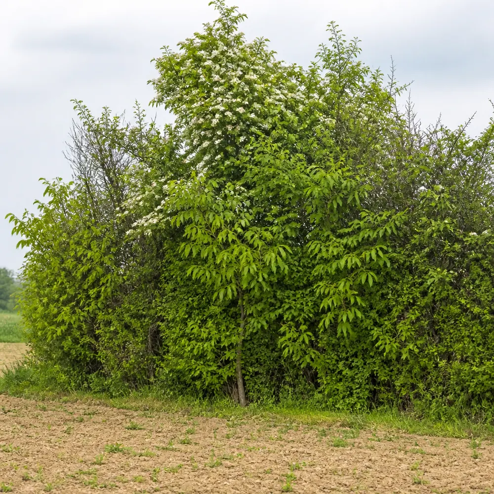 Siepi, filari e fasce tampone: le infrastrutture verdi del biologico — Siepi, filari e corridoi ecologici nel biologico: come le aziende bio rigenerano il paesaggio agricolo italiano