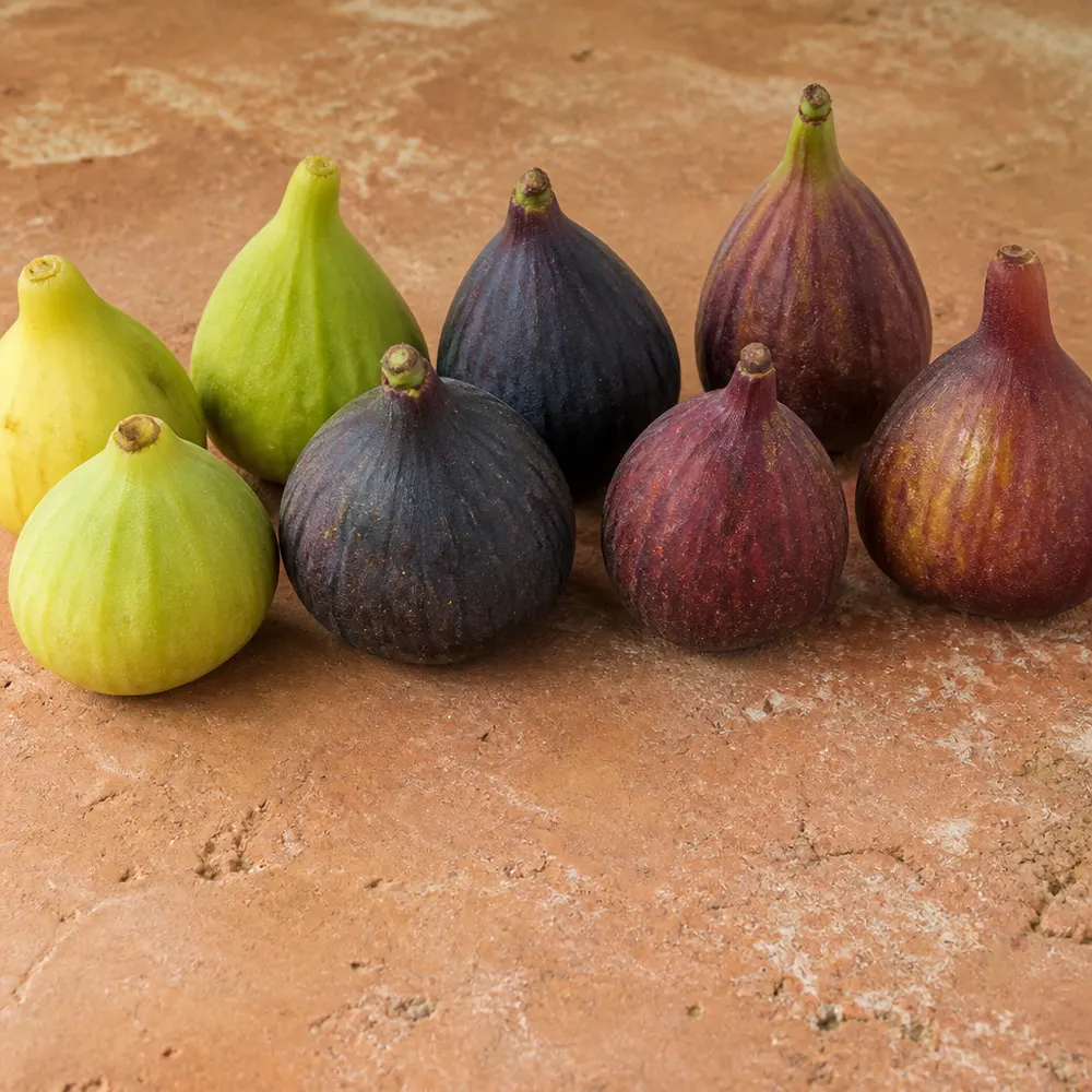 Le varietà di fichi biologici che maturano ad agosto in Italia — Fichi biologici di agosto: varietà, proprietà nutrizionali e come scegliere i migliori di stagione
