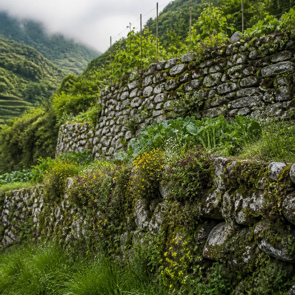 La Liguria biologica: numeri, territorio e vocazione agricola — Prodotti biologici della Liguria: dal basilico genovese all'olio taggiasca, cosa comprare ad agosto