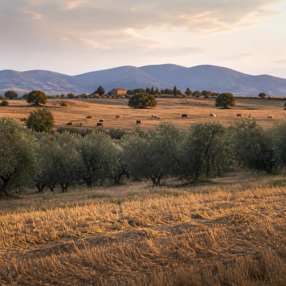 I territori biologici toscani: una mappa per orientarsi — Prodotti biologici della Toscana: eccellenze, territori e cosa comprare a luglio