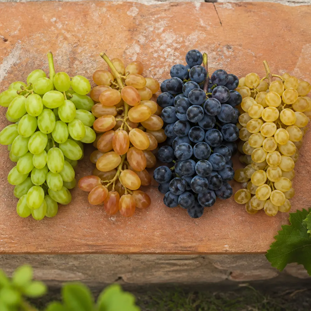 Le varietà di uva da tavola biologica disponibili a settembre — Uva biologica di settembre: varietà di stagione, proprietà nutrizionali e come scegliere la migliore